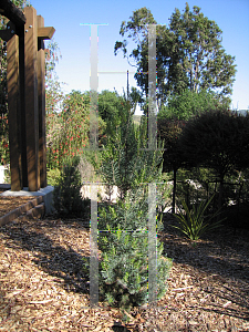 Picture of Pinus quadrifolia 