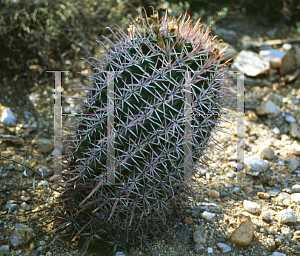 HORTICOPIA®-- Ferocactus latispinus var. spiralis (Barrel Cactus, Fish-Hook  Cactus, Devil's Tongue)